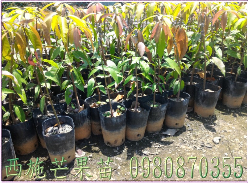 西施芒果樹苗,0980870355,林聯肯,森聯茂種苗園,西施芒果苗,西施芒果苗出售,西施芒果種苗,西施芒果果苗,芒果樹苗,芒果種苗,芒果果苗,芒果苗買賣,芒果苗批發