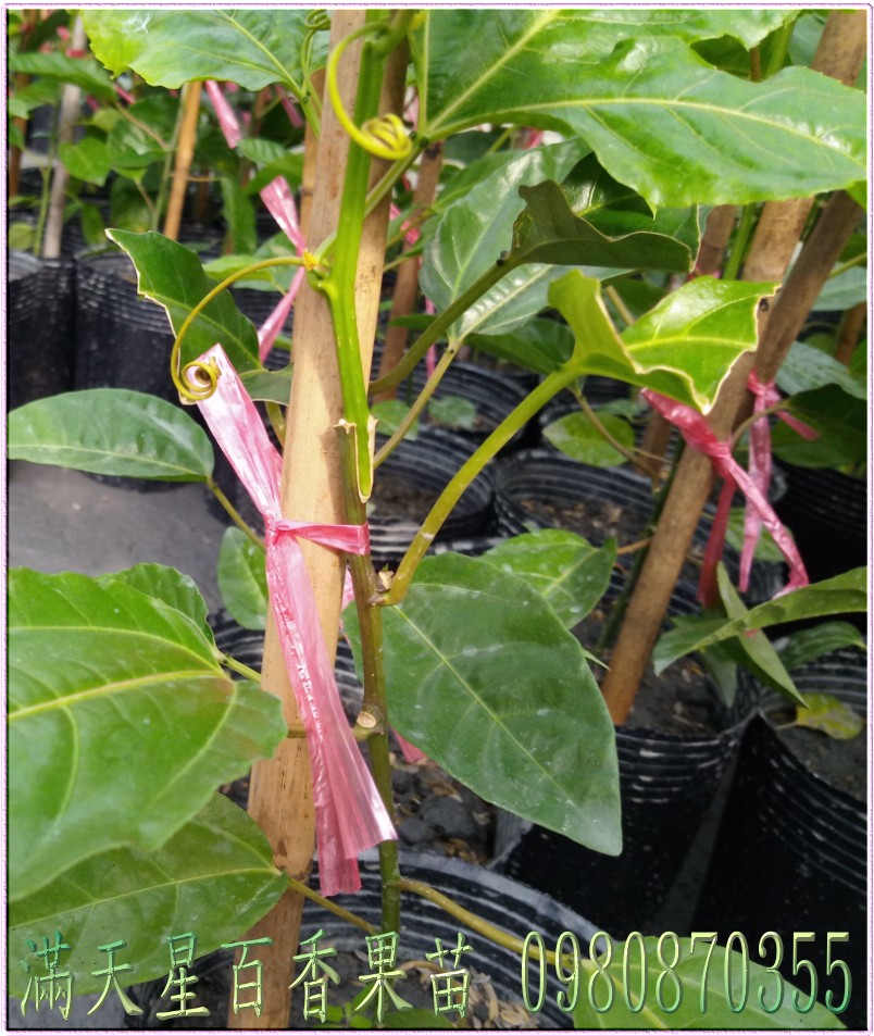 金三角百香果苗