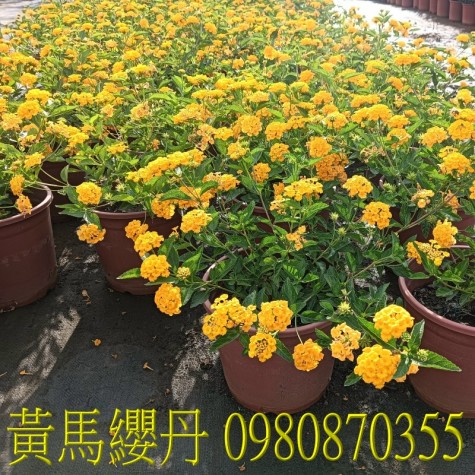 馬纓丹、位於彰化縣永靖鄉,森聯茂果樹苗種苗園,0980870355.專業經營:馬纓丹、盆栽、園藝花卉、水果幼苗、草花、草皮、景觀樹、庭園樹,歡迎光臨批發買賣。