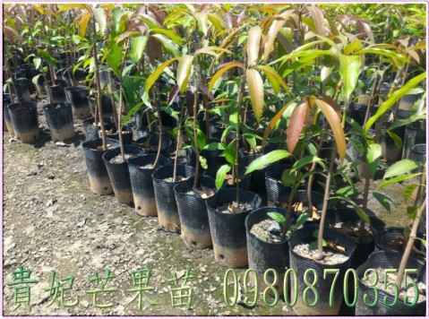 貴妃芒果苗