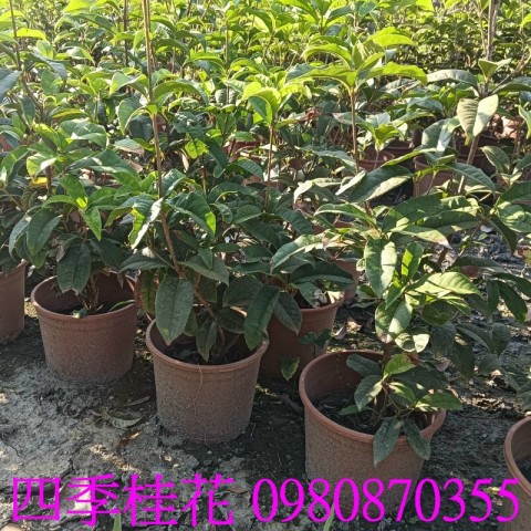 四季桂花盆栽