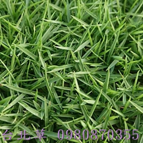 草皮買賣,便宜草皮買賣,台北草,結縷草,草皮,農用草皮買賣