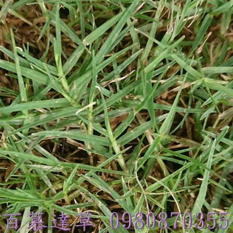 草皮批發,便宜草皮批發,假儉草,蜈蚣草,農用草皮買賣