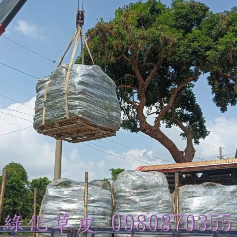 南投草皮買賣,草皮買賣,雲林草皮買賣