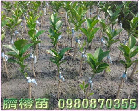 臍橙苗,財丁苗,肚臍柑苗,肚臍丁苗,0980870355,林聯肯,森聯茂種苗園行動版網頁,臍橙樹苗,財丁樹苗,肚臍柑樹苗,肚臍丁樹苗,財丁苗買賣,財丁苗批發