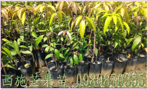 西施芒果果苗,芒果樹苗,芒果種苗,芒果果苗,芒果苗買賣,芒果苗批發