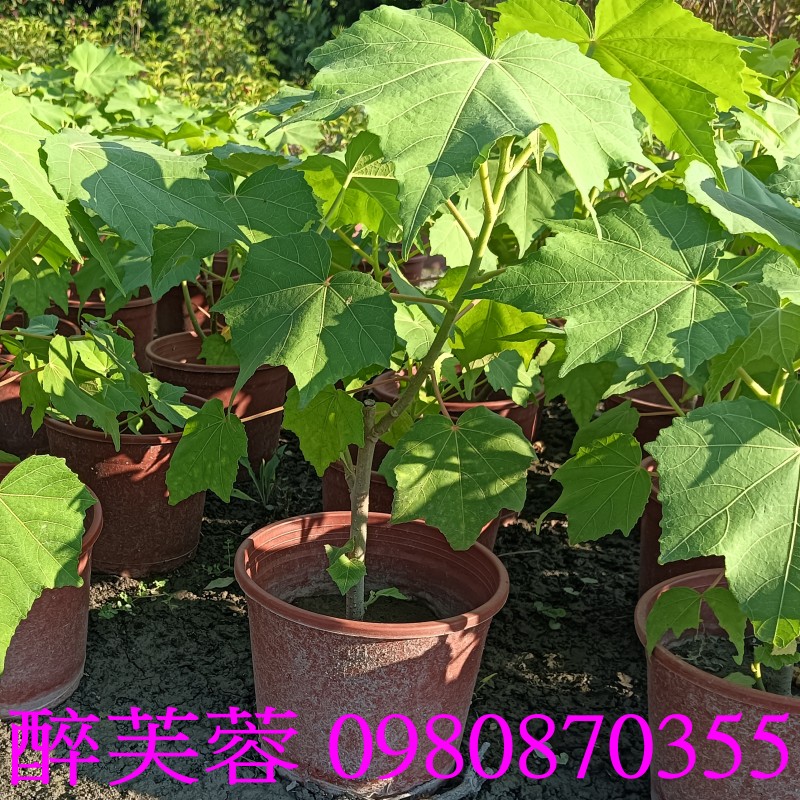 三醉芙蓉、醉芙蓉盆栽、木芙蓉、芙蓉花、花草、Hibiscus mutabilis,歡迎光臨批發買賣。