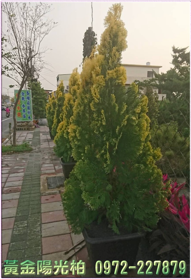 黃金陽光柏,樹苗,樹木