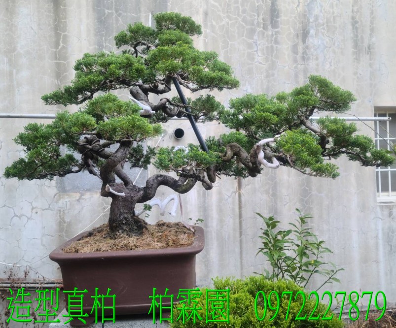 柏霖園,陳宥霖0972-227879,造型真柏盆景,塑型真柏樹,造型真柏盆栽,拍賣,買賣,批發