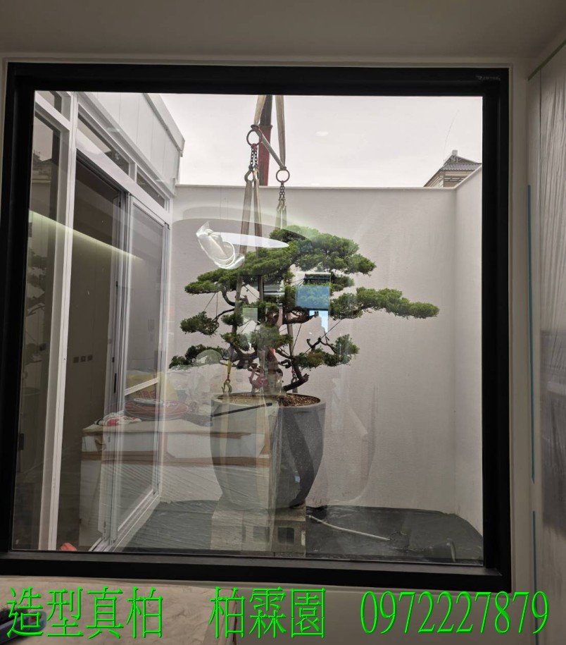 柏霖園,陳宥霖0972-227879,造型真柏盆景,塑型真柏樹,造型真柏盆栽,拍賣,買賣,批發