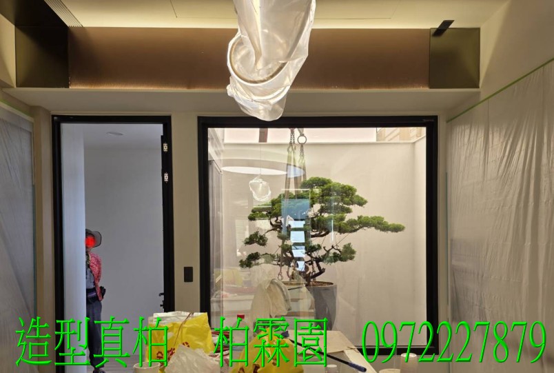 柏霖園,陳宥霖0972-227879,造型真柏盆景,塑型真柏樹,造型真柏盆栽,拍賣,買賣,批發