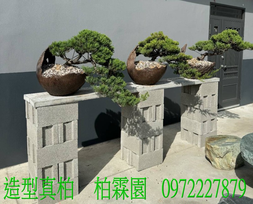 柏霖園,陳宥霖0972-227879,造型真柏盆景,塑型真柏樹,造型真柏盆栽,拍賣,買賣,批發