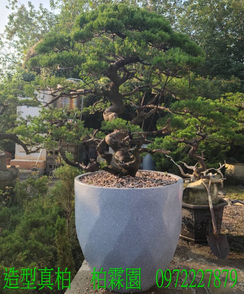 柏霖園,陳宥霖0972-227879,造型真柏盆景,塑型真柏樹,造型真柏盆栽,拍賣,買賣,批發