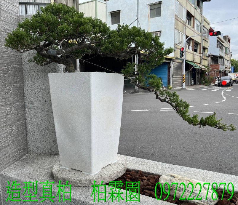 柏霖園,陳宥霖0972-227879,造型真柏盆景,塑型真柏樹,造型真柏盆栽,拍賣,買賣,批發
