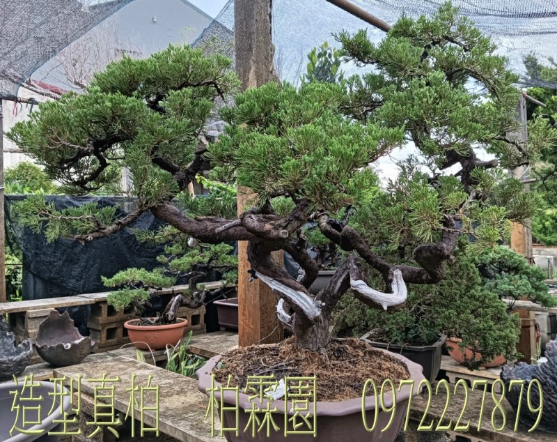 柏霖園,陳宥霖0972-227879,造型真柏盆景,買賣,批發