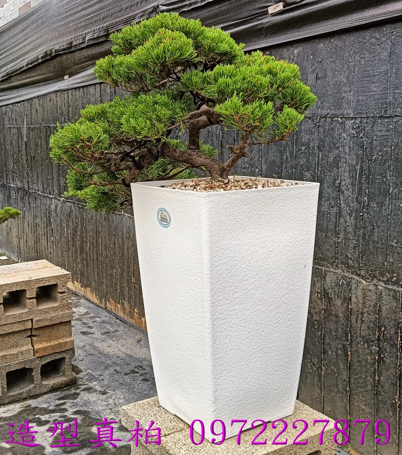 柏霖園,陳宥霖0972-227879,造型真柏盆景,塑型真柏樹,造型真柏盆栽,拍賣,買賣,批發