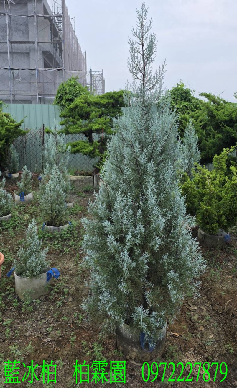 柏霖園,陳宥霖0972-227879,藍冰柏,藍冰柏樹,庭園樹,庭園樹苗,買賣,批發