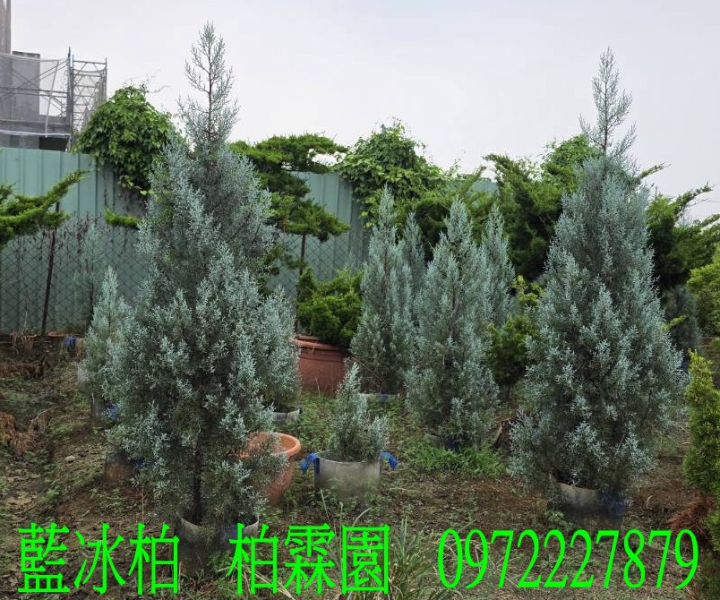 柏霖園,陳宥霖0972-227879,藍冰柏,藍冰柏樹,庭園樹,庭園樹苗,買賣,批發