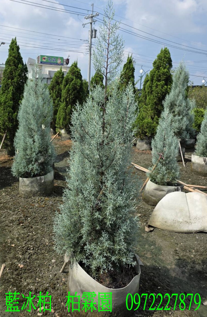 柏霖園,陳宥霖0972-227879,藍冰柏,藍冰柏樹,庭園樹,庭園樹苗,買賣,批發