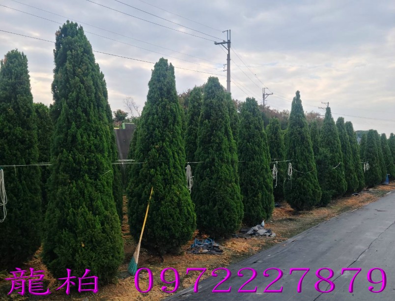 柏霖園,陳宥霖0972-227879,龍柏,龍柏樹苗,大型龍柏盆栽,買賣,批發
