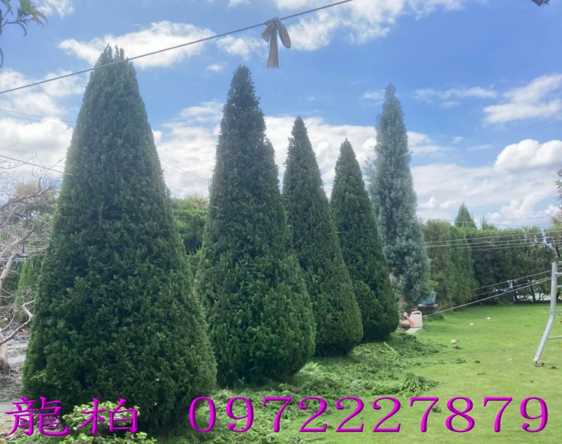 柏霖園,陳宥霖0972-227879,龍柏,龍柏樹苗,大型龍柏盆栽,買賣,批發