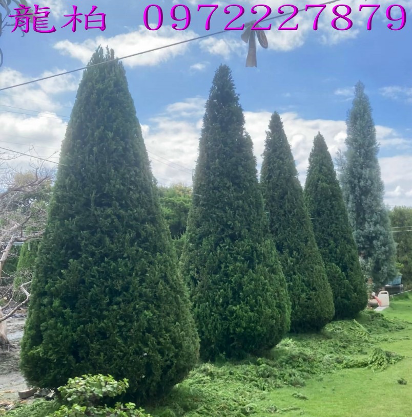 柏霖園,陳宥霖0972-227879,龍柏,龍柏樹苗,大型龍柏盆栽,買賣,批發