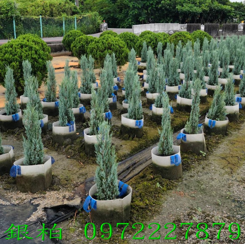 柏霖園,陳宥霖0972-227879,銀柏,銀柏樹,庭園樹,庭園樹苗,買賣,批發