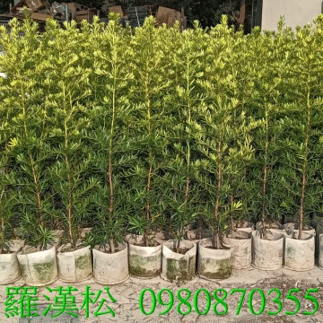 羅漢松,歡迎光臨批發買賣。