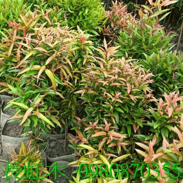 長虹木,歡迎光臨批發買賣。