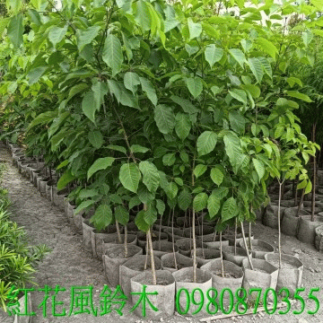 紅花風鈴木,歡迎光臨批發買賣。