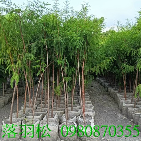 落羽松、盆栽.歡迎光臨批發買賣。