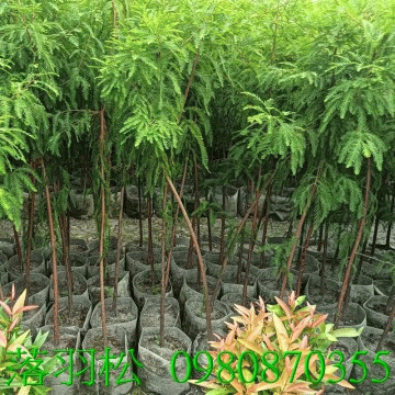 落羽松,歡迎光臨批發買賣。