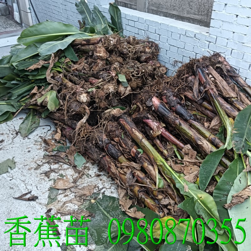 香蕉苗、盆栽、香蕉樹,歡迎光臨批發買賣。