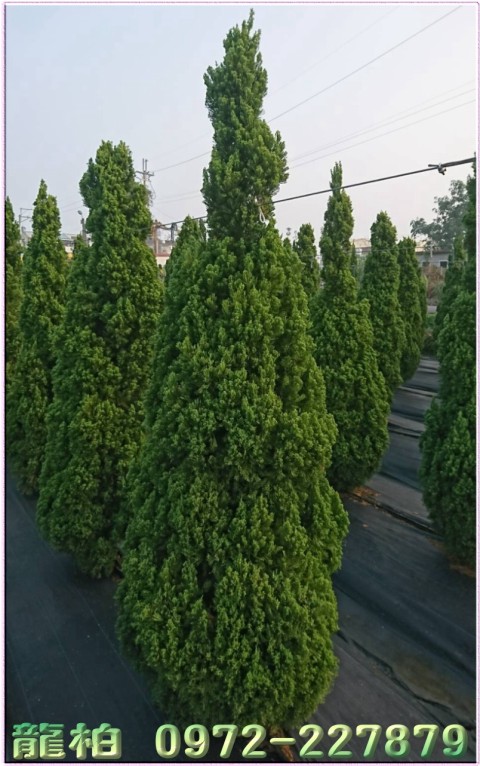 龍柏,柏霖園行動版網頁,陳宥霖0972-227879,龍柏樹苗,大型龍柏盆栽,買賣,批發