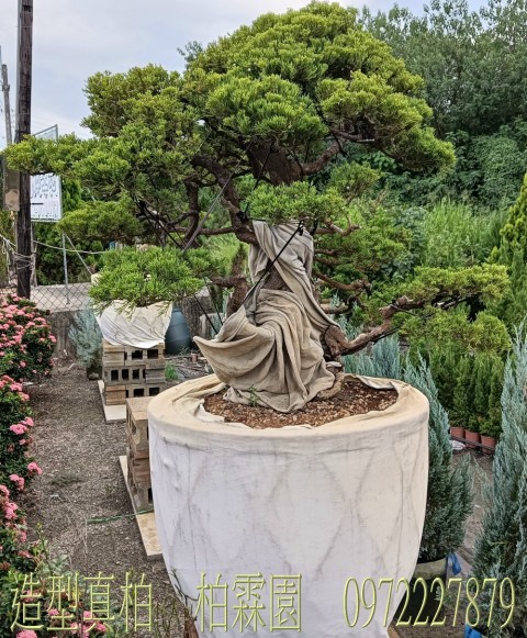 柏霖園,陳宥霖0972-227879,造型真柏盆景,庭園樹苗,買賣,批發