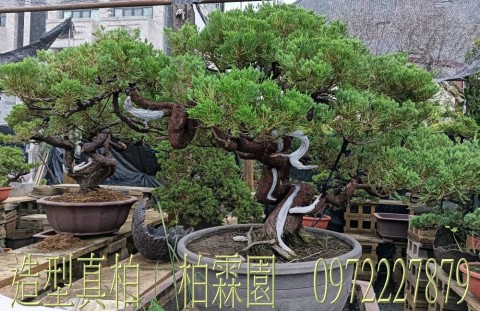 柏霖園,陳宥霖0972-227879,造型真柏盆景,庭園樹苗,買賣,批發
