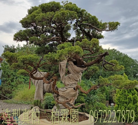 柏霖園,陳宥霖0972-227879,造型真柏盆景,庭園樹苗,買賣,批發