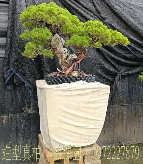 柏霖園,陳宥霖0972-227879,造型真柏盆景,庭園樹苗,買賣,批發