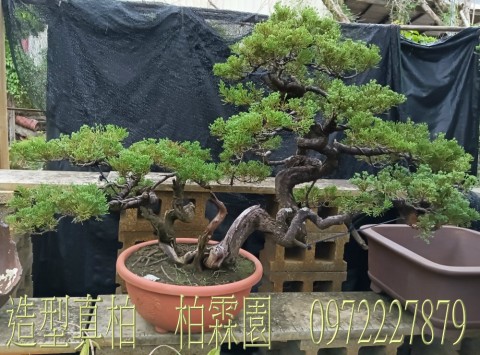 柏霖園,陳宥霖0972-227879,造型真柏盆景,庭園樹苗,買賣,批發