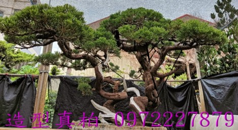 真柏,柏霖園行動版網頁,陳宥霖0972-227879,造型真柏盆景,庭園樹苗,買賣,批發