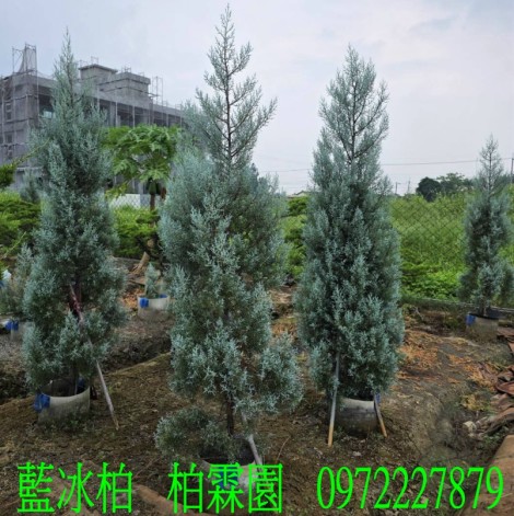 藍冰柏,藍冰柏樹,藍冰柏盆栽,藍冰柏樹買賣