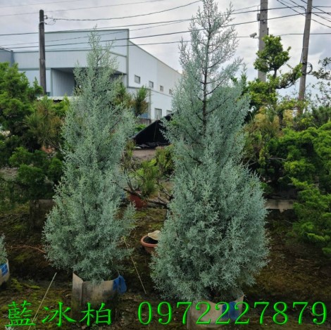 藍冰柏,藍冰柏樹,藍冰柏盆栽,藍冰柏樹買賣