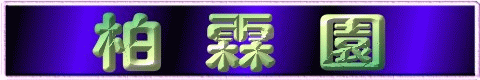 藍冰柏,藍冰柏樹,藍冰柏盆栽,藍冰柏樹買賣