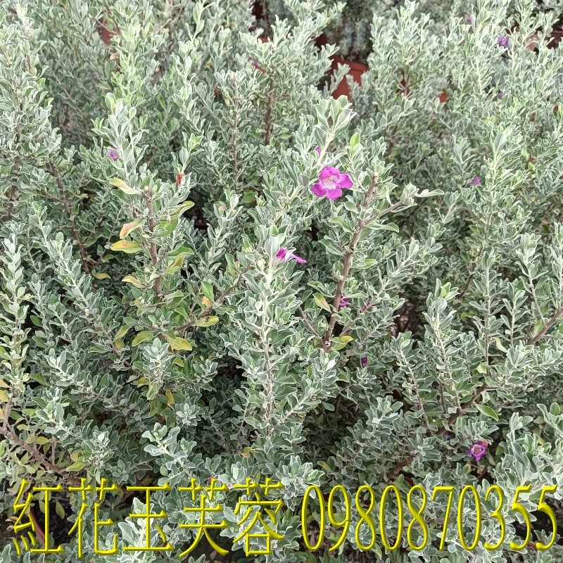 紅花玉芙蓉、位於彰化縣永靖鄉,森聯茂果樹苗種苗園,0980870355.專業經營:馬纓丹、盆栽、園藝花卉、水果幼苗、草花、草皮、景觀樹、庭園樹,歡迎光臨批發買賣。