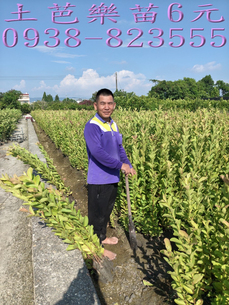 土芭樂苗每株6元｜彰化永靖詹吉紘芭樂果樹苗園