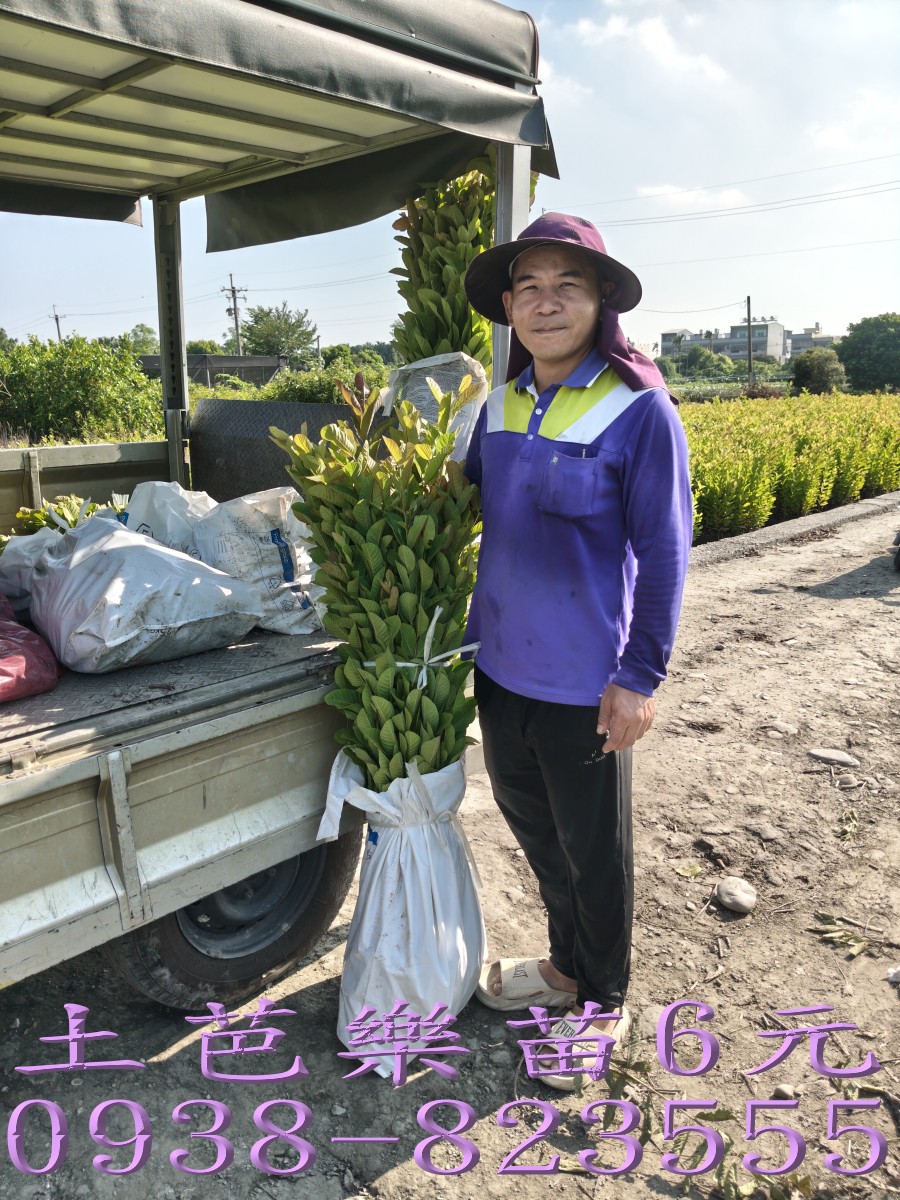 彰化永靖土芭樂苗繁殖場｜大量土芭樂苗供應