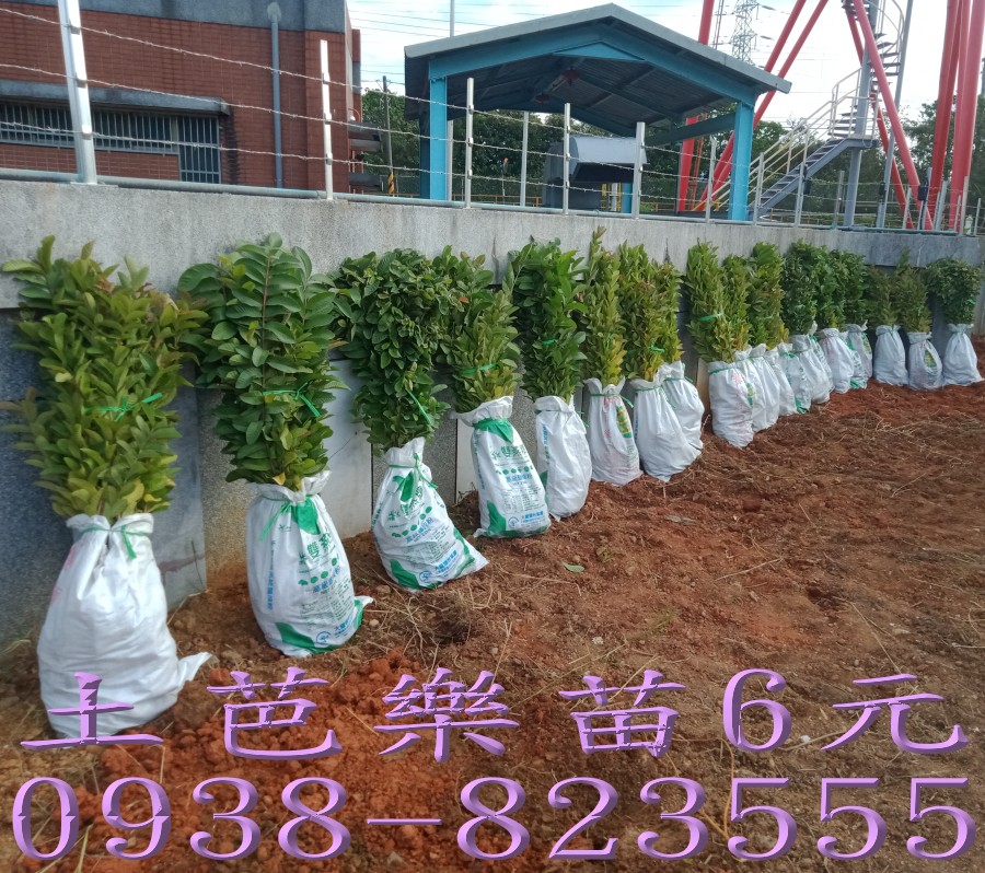 土芭樂苗人工挖苗作業｜大量批發出貨