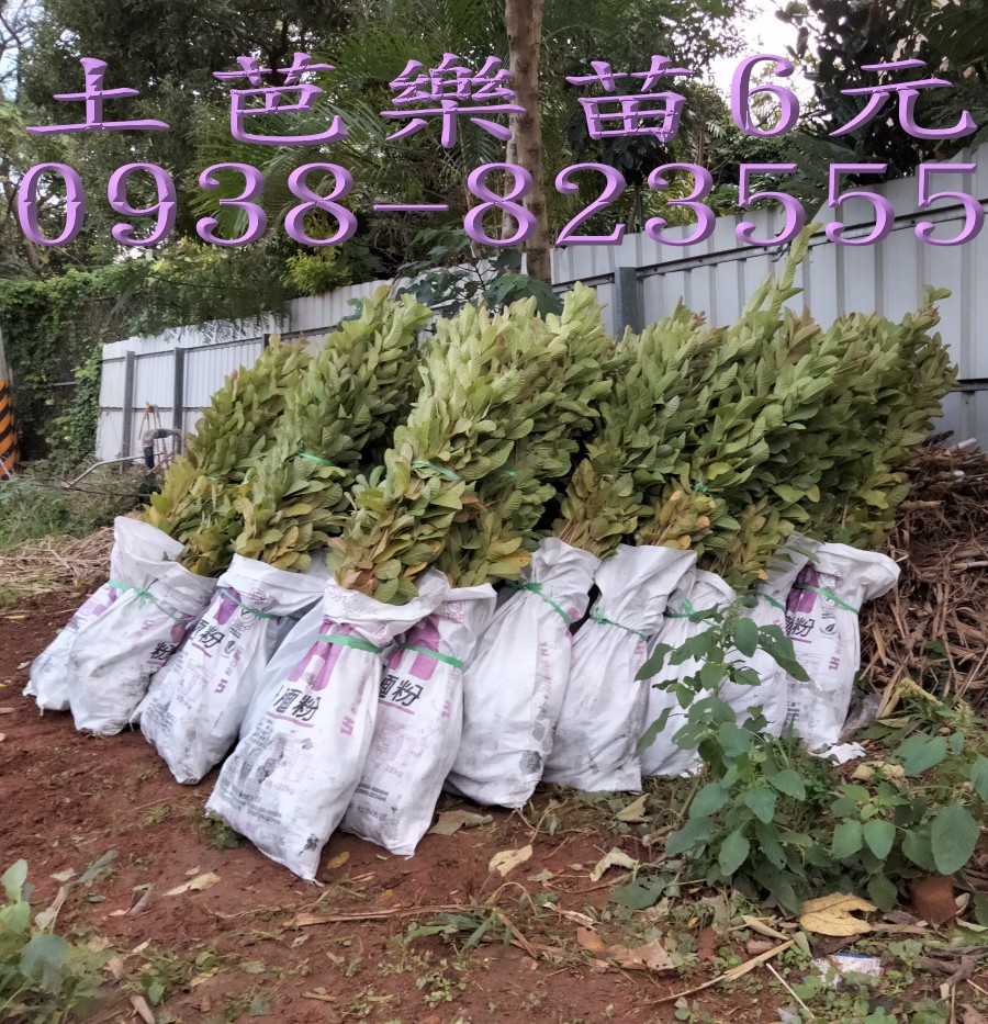 土芭樂苗整理綑綁｜果農大量用苗
