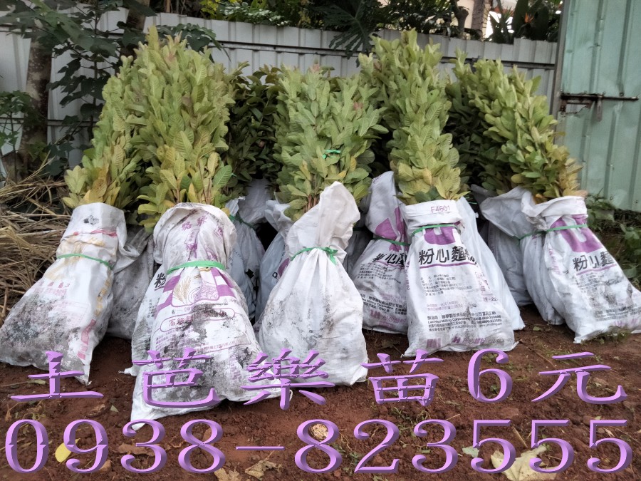 土芭樂苗裝車出貨｜彰化芭樂苗批發