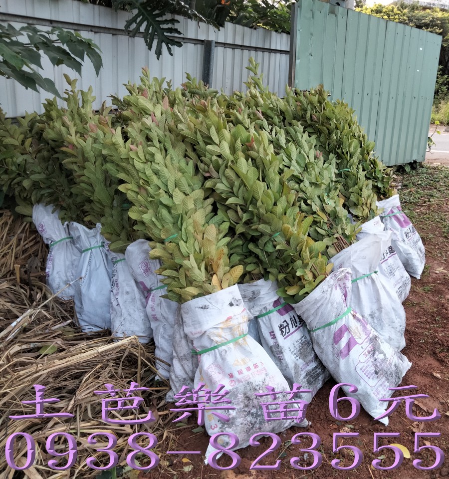 土芭樂苗根系實拍｜芭樂嫁接砧木苗
